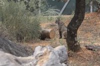 Ribera agradece el esfuerzo colectivo para la recuperación del lince, pero insta a proteger sus ecosistemas