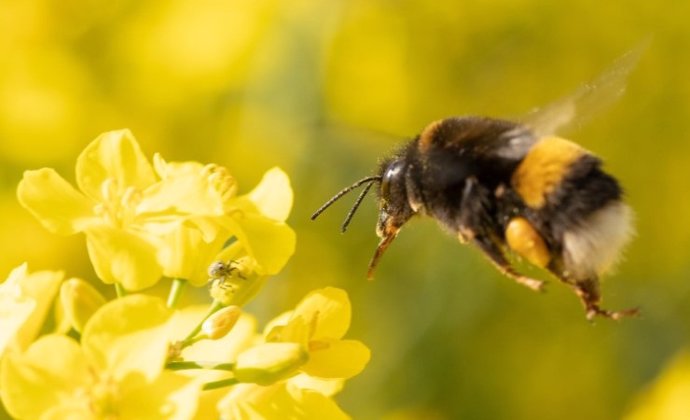 Latam.-Ciencia.-La interacción con insectos acelera la evolución de las plantas