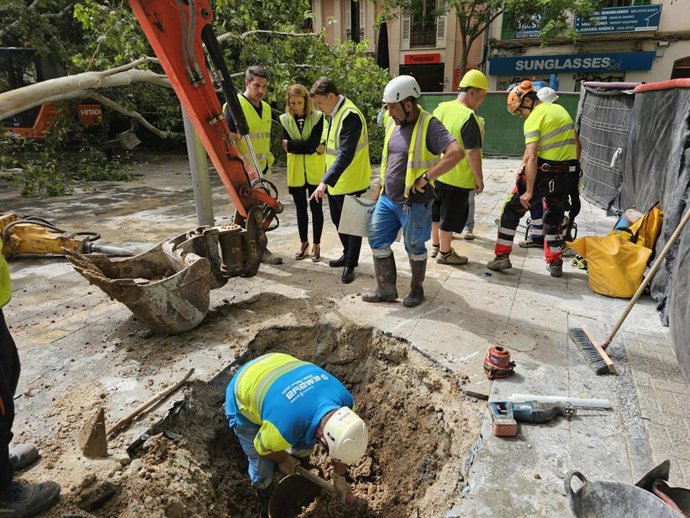 Operarios del Ayuntamiento de Palma trabajando en la retirada del árbol caído de plaza de España.