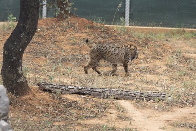 Archivo - Lince Ibérico en un programa de recuperación.