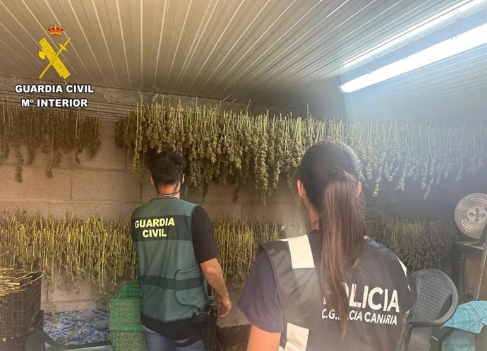 La Guardia Civil incauta más de 900 plantas de marihuana en un invernadero en Tenerife
