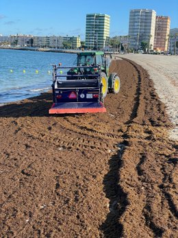 Limpieza de algas en la playa de Poniente en La Línea.