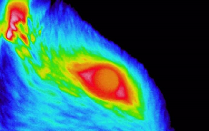 Imagen de termografía por infrarrojo en una rata despierta.