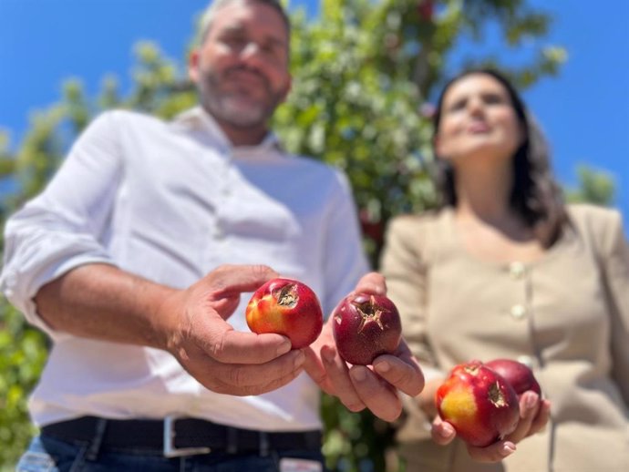 El senador del PP por la Región de Murcia Antonio Luengo muestra fruta afectada por el granizo