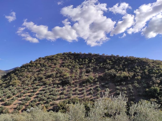 Archivo - Olivar de montaña en la provincia de Córdoba.