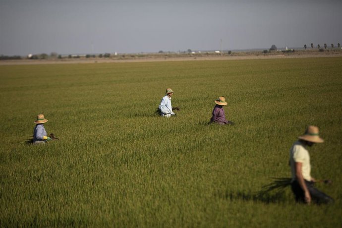 Archivo - Un grupo de jornaleros durante su labor, escardar arroz, en un arrozal en Isla Mayor. A 26 de agosto de 2022 en Sevilla (Andalucía, España). (Foto de archivo).