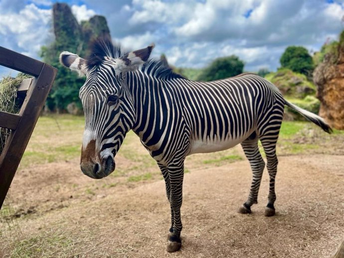 'Silvestre', La Nueva Cebra Macho De Grévy De Cabárceno