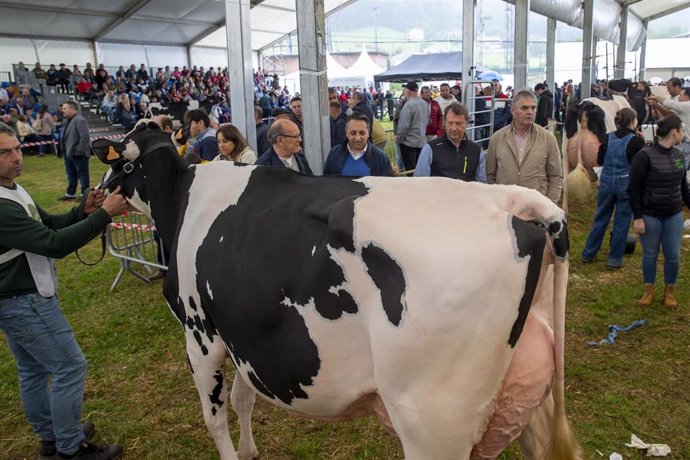 Concurso Exposición de Ganado Vacuno Frisón San Antonio