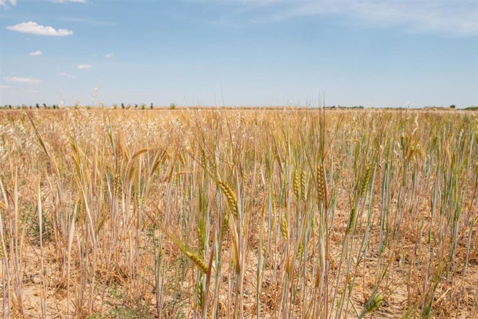 Campo de trigo, a 17 de junio de 2024, en Albacete, Castilla-La Mancha (España).