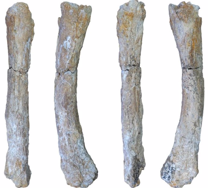 Metatarso recién identificado del extinto león cavernario Panthera spelaea de Notarchirico (Venosa, Italia). La parte preservada del espécimen mide aproximadamente 14 cm.