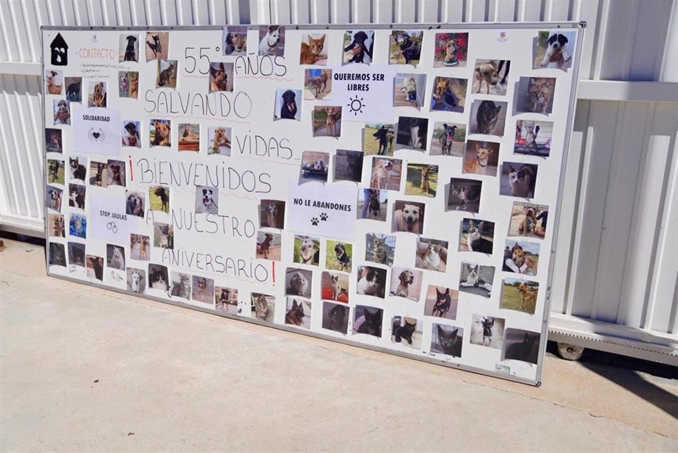 La Sociedad Protectora de Animales y Plantas celebra en Melilla su 55 aniversario bajo el lema 55 años salvando vidas