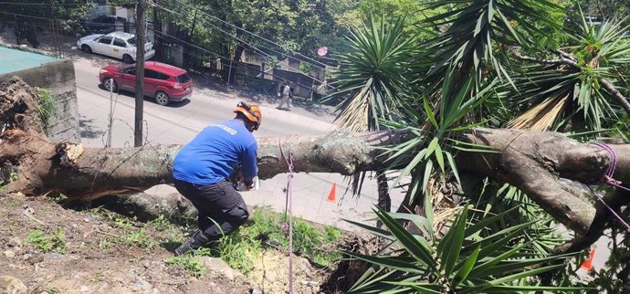 Árbol desarraigado por las tormentas en Honduras