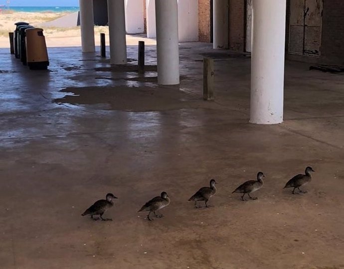 Rescatadas 5 crías de pato desorientadas tras perder a sus progenitores en la zona de restaurantes de Pinedo