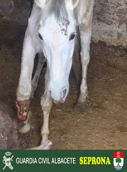 Explotación equina investigada por maltrato animal en Casas Ibáñez.