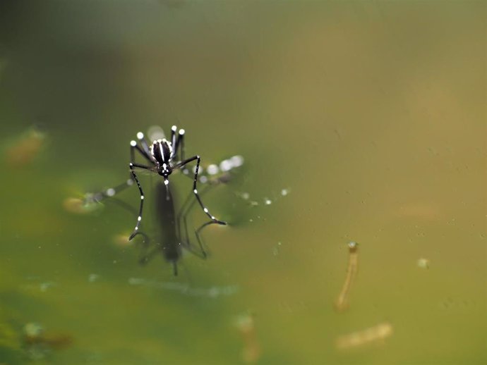 Imagen de archivo de un mosquito.