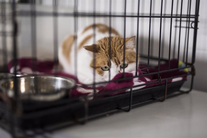 Archivo - Un gato, en una sala de cuarentena del Centro de Integración de Protección Animal Rivas-Vaciamadrid (CIPAR), a 23 de abril de 2021, en Rivas-Vaciamadrid, Madrid (España). 