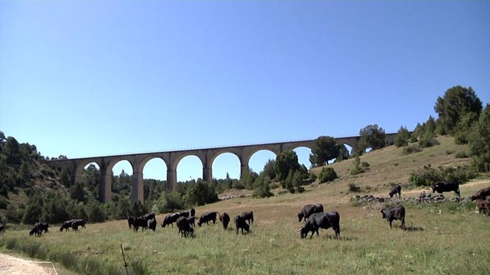 Cuatrocientas cabezas de toro bravo transitan Cuenca en su camino transhumante