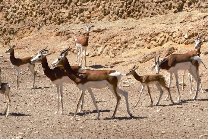 Archivo - Grupo de gacelas dama en la Finca Experimental La Hoya de la EEZA-CSIC, en Almería