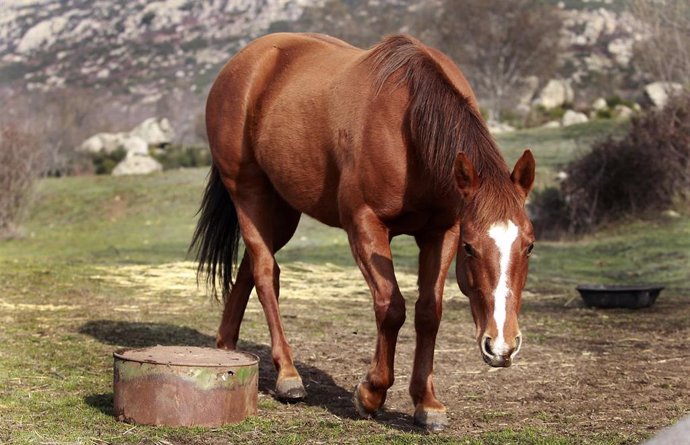 Archivo - Caballo en imagen de archivo