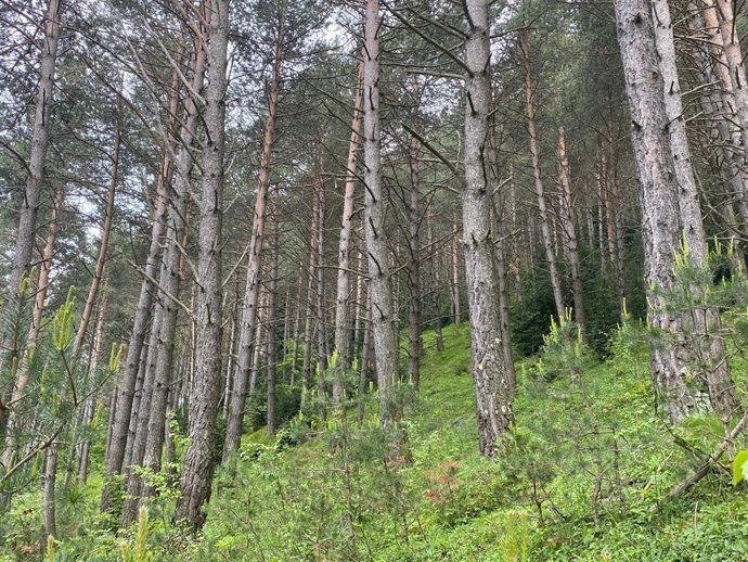 Un bosque público de la comarca del Ripollès