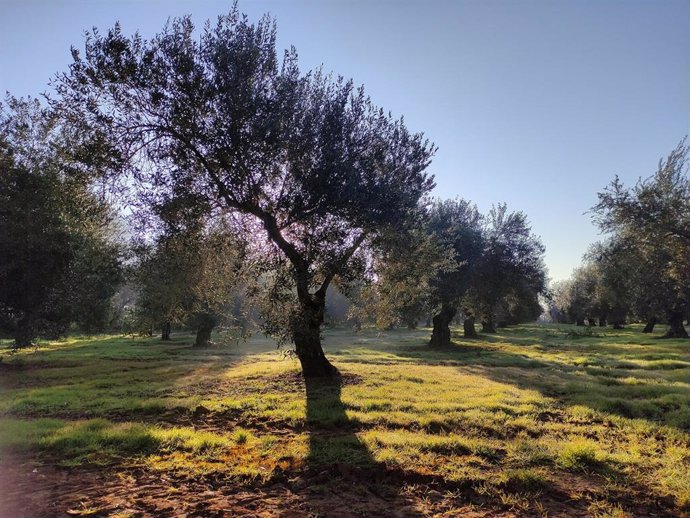 Olivos del Ifapa.