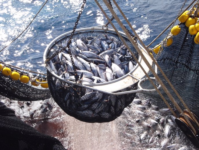 Archivo - Pesca de cerco de atúnes. 