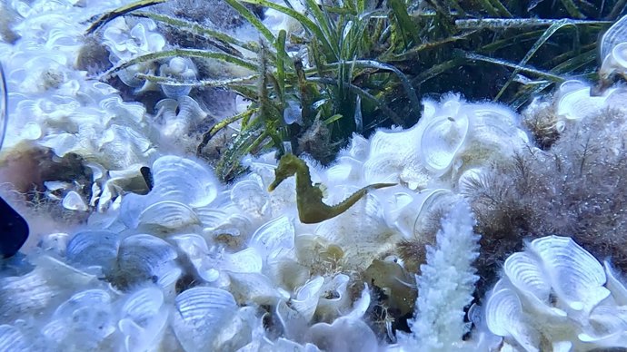 Un ejemplar de caballito de mar, liberado en la isla de Sa Dragonera por el acuerdo entre Fundación Palma Aquarium y Banca March.