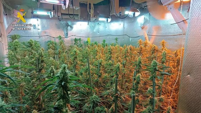 Cultivo 'indoor' de marihuana localizado por la Guardia Civil en Fuentes de Andalucía.