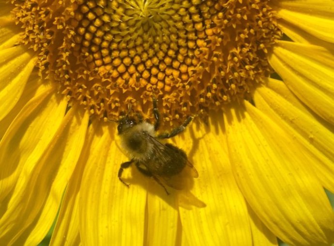 Un abejorro (Bombus impatiens) se alimenta de un girasol.