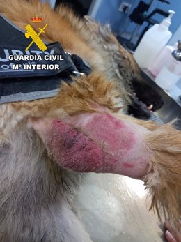 Archivo - Imagen del perro con heridas.