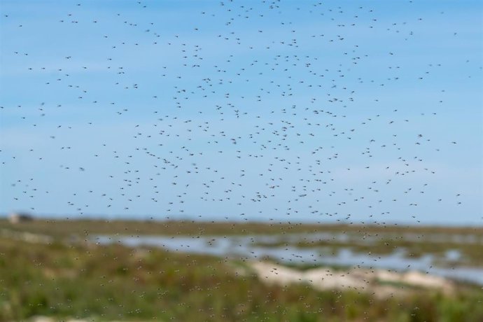 Archivo - Imagen de archivo de mosquitos en Doñana en abril. 