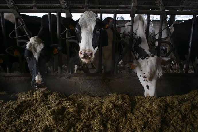 Archivo - Varias vacas en una ganadería de lácteo 