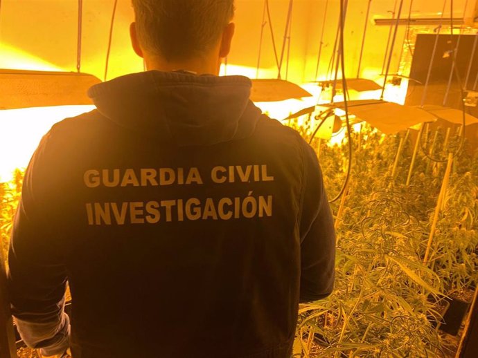 Cultivo de marihuna desarticulado por la Guardia Civil.