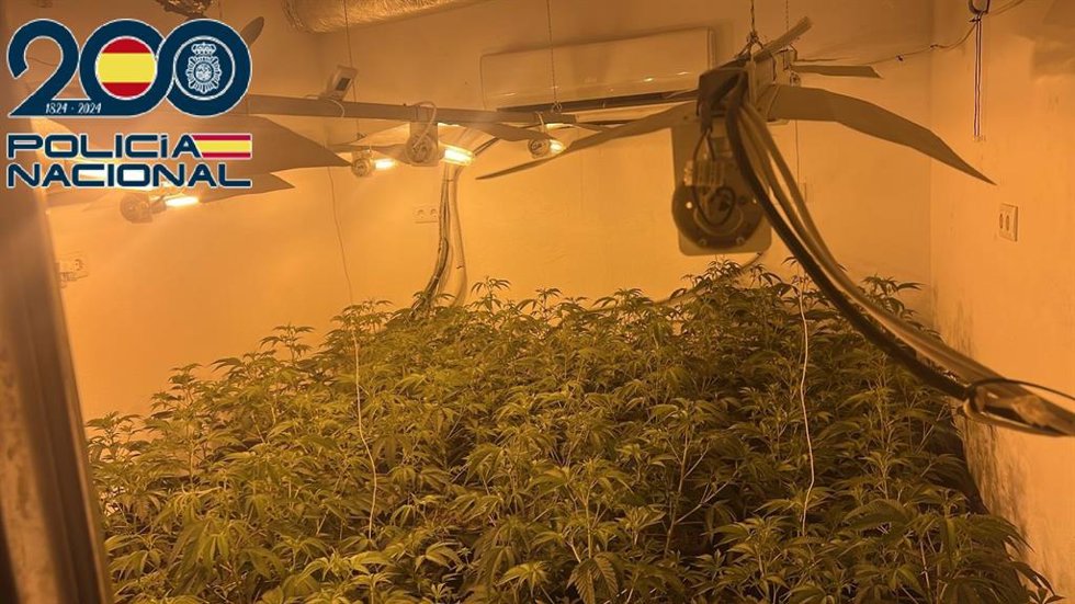 Plantas de marihuana localizadas en una vivienda de Sanlúcar de Barrameda.