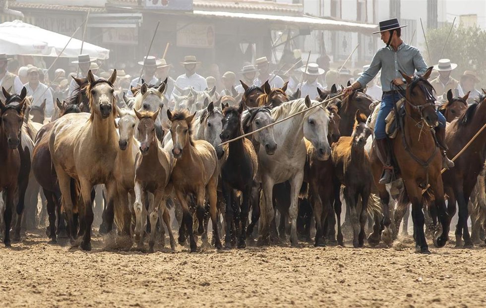 Llegada a la aldea de El Rocío de los equinos de la Saca de las Yeguas 2024.