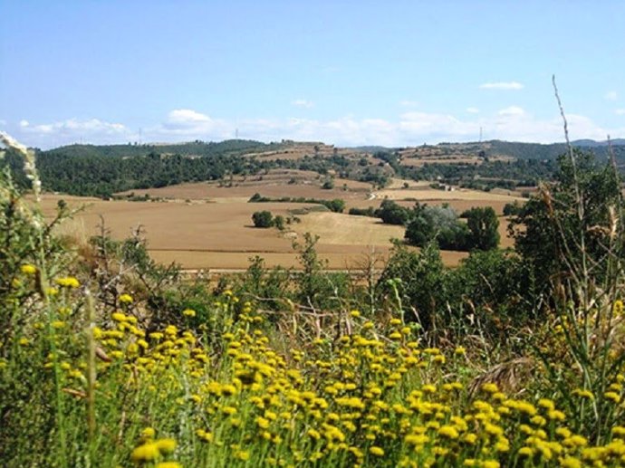 Un campo en Catalunya