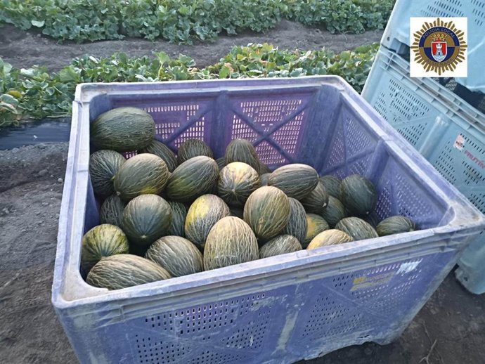Un dron detecta a dos persones suposadament robant entre 400 i 500 quilos de melons a Almenara