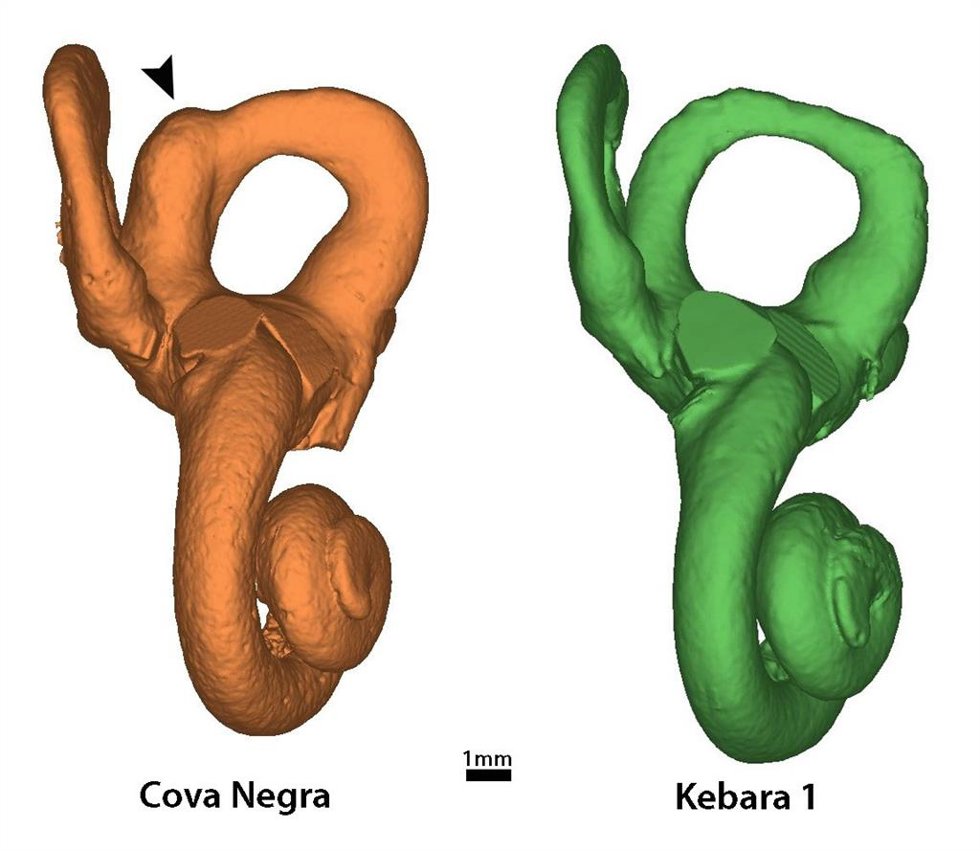 Modelos 3D del oído interno de Cova Negra