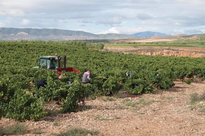 Archivo - El Gobierno riojano garantiza los fondos para la cosecha en verde