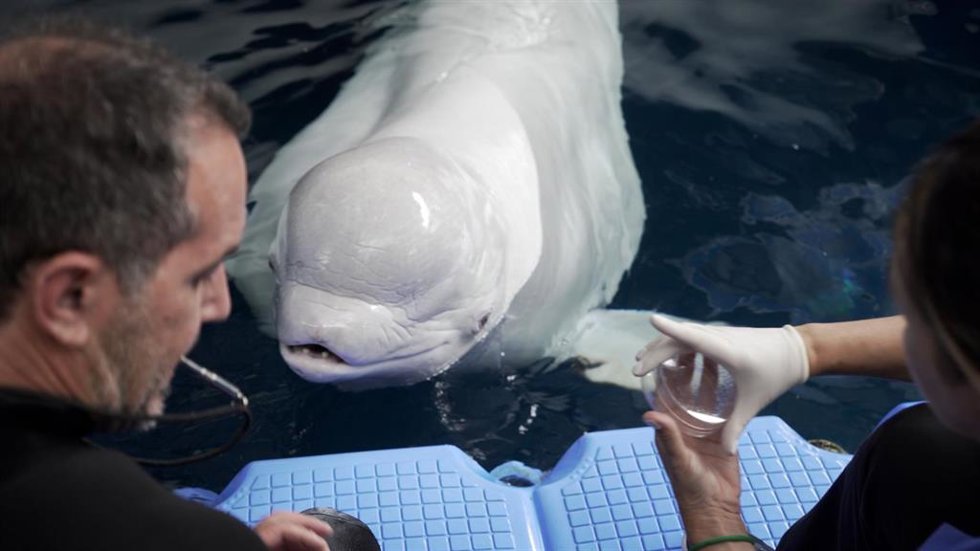 Una de las belugas del Oceanogrfic