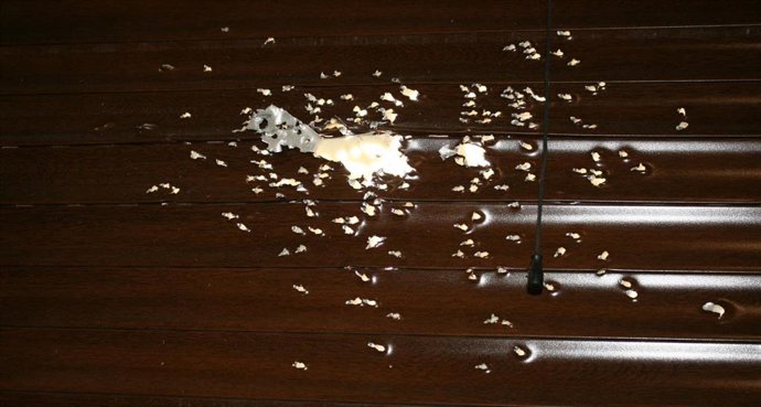 Delito de homicidio en grado de tentativa en La Pueblanueva.