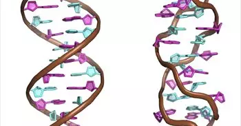 Demuestran que mediante pequeños cambios químicos se puede invertir el sentido de giro de la hélice del ADN