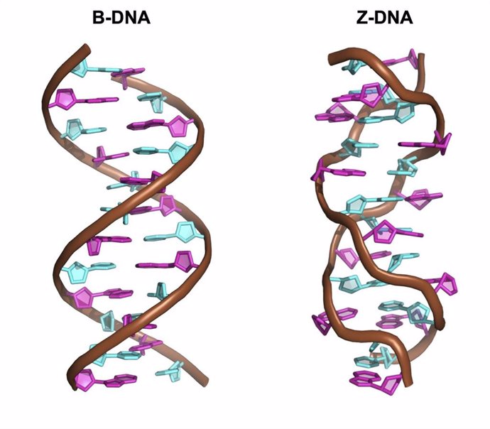 Imagen de la estructura clásica del ADN, con giro a derechas, (izq.) y estructura del Z-ADN, con el giro a izquierdas (dcha.).