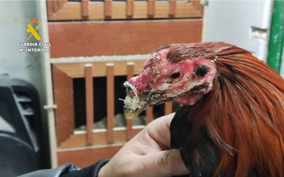 Gallo de pelea con heridas tras la operación Decapio