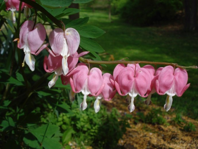 Simetría ortogonal. Flores disimétricas. Corazón sangrante (Lamprocapnos spectabilis).