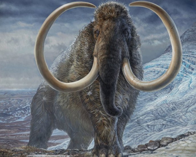 Archivo - Un mamut lanudo macho adulto 