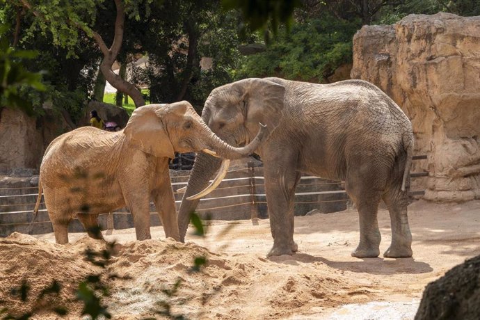 Tooth, el nuevo macho de elefante de Bioparc