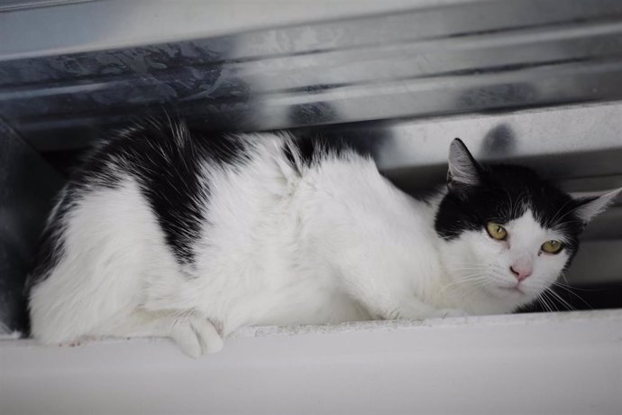 Archivo - Un gato tumbado en las instalaciones de un albergue.