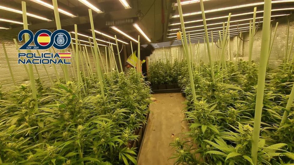 Plantación indoor de marihuana.