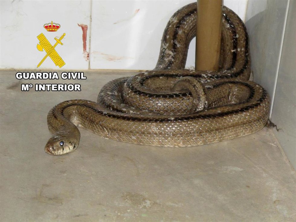 Imagen de la culebra escalera